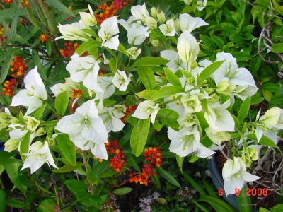 weiße Bougainvillea 0808.jpg