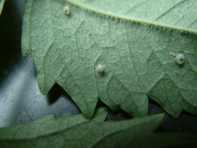 DSCF0155.JPG