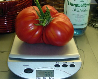 dicke Tomate w.jpg