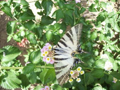 Schmetterling.JPG