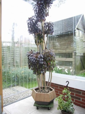 Aeonium arboreum var. atropurpureum 01.jpg