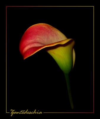 Calla Violett-Creme.JPG