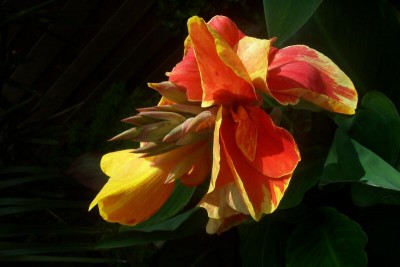 Canna.jpg