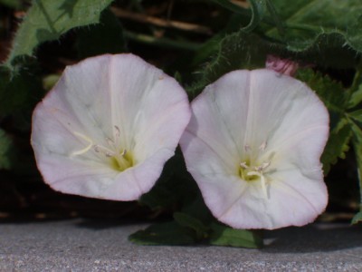HPIM5309.JPG