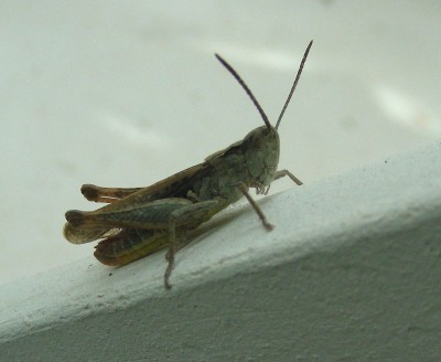 Heupferdchen 2 w.jpg