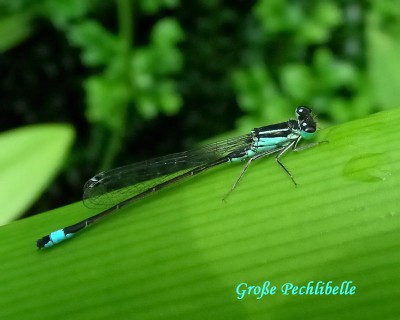 große Pechlibelle w.jpg