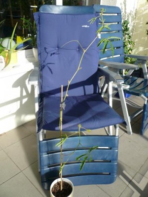 Mimose, klein.jpg