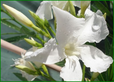 Oleander.jpg