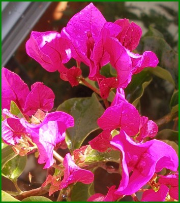 Bougainvillea.jpg