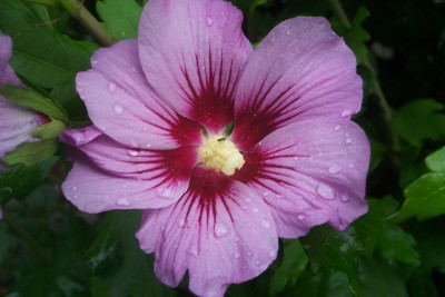 gartenhibiskus_02.JPG
