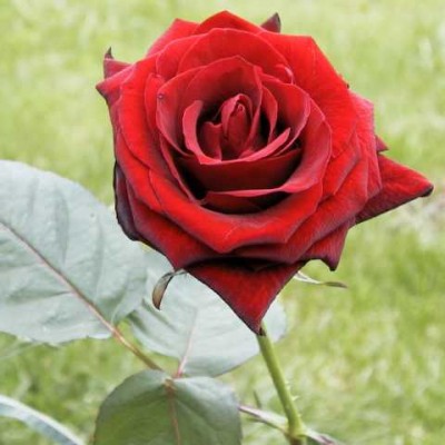 Baccara_Rose.jpg