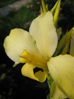 Canna Gelb.jpg