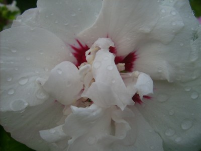 Pflanzen 025.jpg