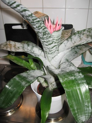 Aechmea fasciata.JPG