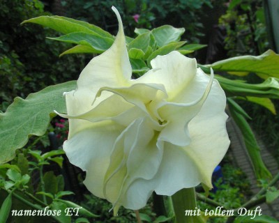 gef. weiße ET w.jpg