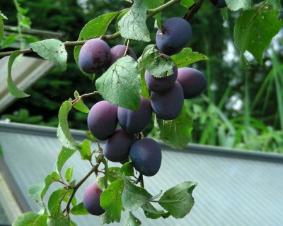 1. Pflaumenernte w.jpg