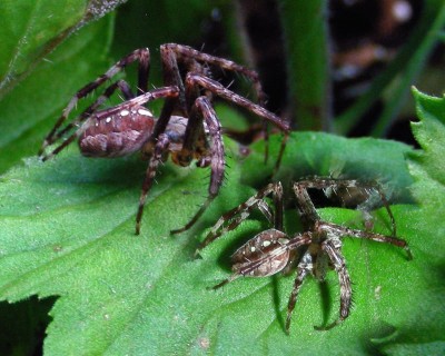 merkwürdige Spinne 1 w.jpg