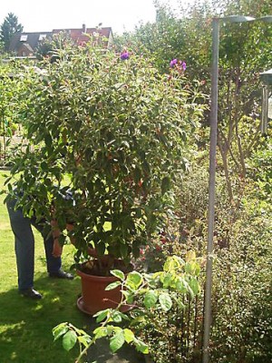 Annes Tibouchina.jpg