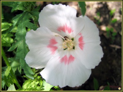 30er Sommerazalee  3zu4.JPG