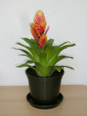 vriesea_01.jpg