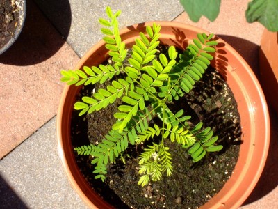 870_1151928300_flammenbaum mail 3235.jpg