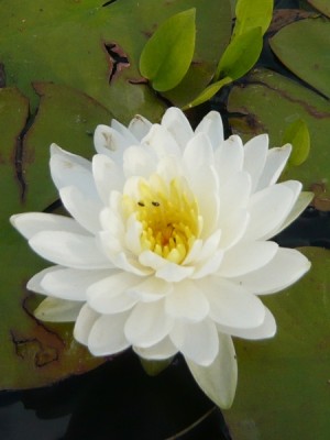 nymphaea_gonnere.jpg