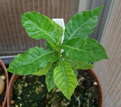 Gardenie.JPG