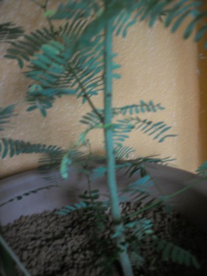 Allerlei 08.2008 057.jpg