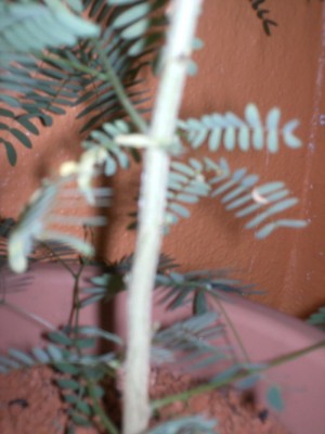 Allerlei 08.2008 056.jpg