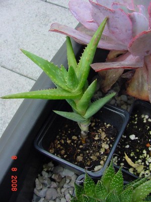 Aloe1.jpg