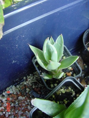 agave klein.jpg