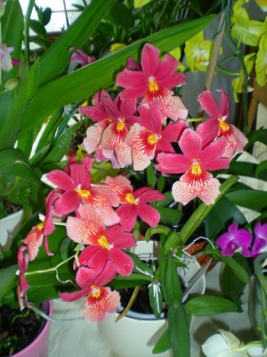 DSCN06730001.JPG