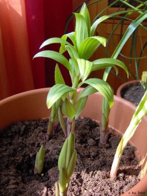 Lilienmix17.03._400x533.JPG