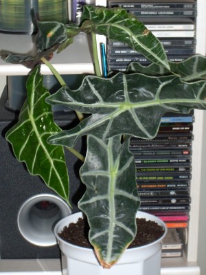 Alocasia.JPG