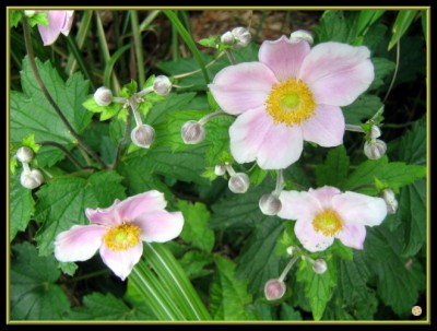 10.08.2008 Herbstanemonen.JPG
