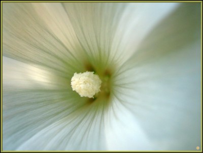 30er IMG_5590  3zu4  H. Ba..JPG