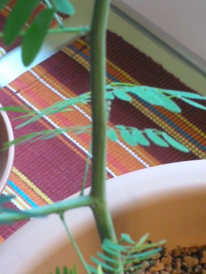 Palmen und Zimmerpflanzen 013.jpg