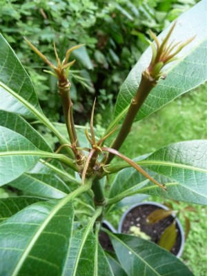 Bild 019 (Large).jpg