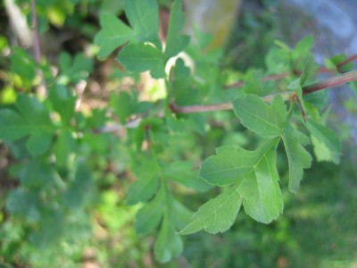 IMG_0625.JPG