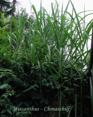 Miscanthus w.jpg