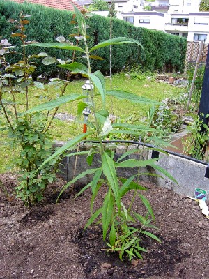 Flieder Mai 04.JPG