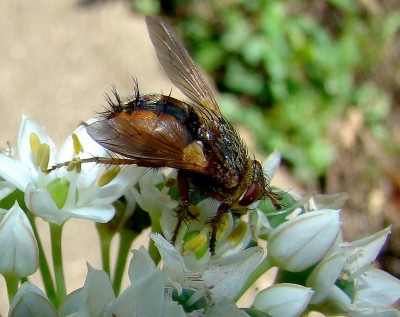 etwas auf allium.jpg