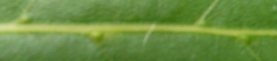 lorbeer5.JPG