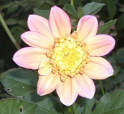 Dahlie1.JPG