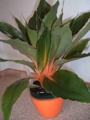 ChlorophytumGreenOrange.JPG