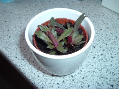 CrassulaRosularis.JPG