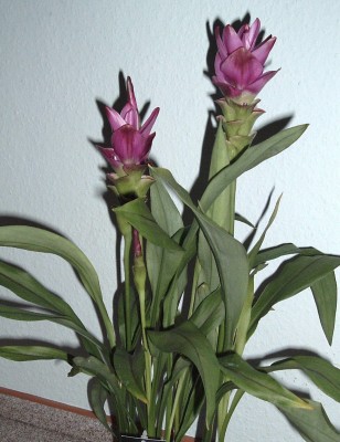 Curcuma.JPG