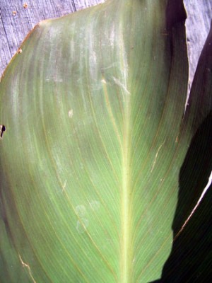 11_canna_bl_alt.jpg