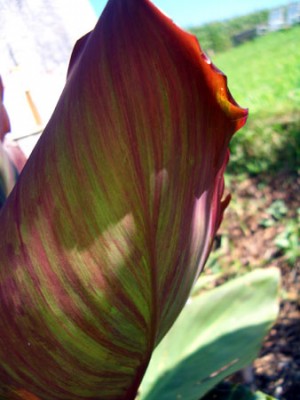 11_canna_bl_neuer.jpg