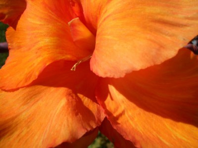 11_canna_bluete.jpg